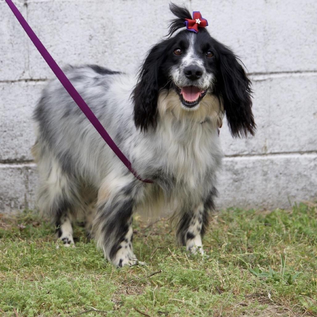Enlarge DORA, a Adoptable English Springer Spaniel in Berlin, NJ image 2/6