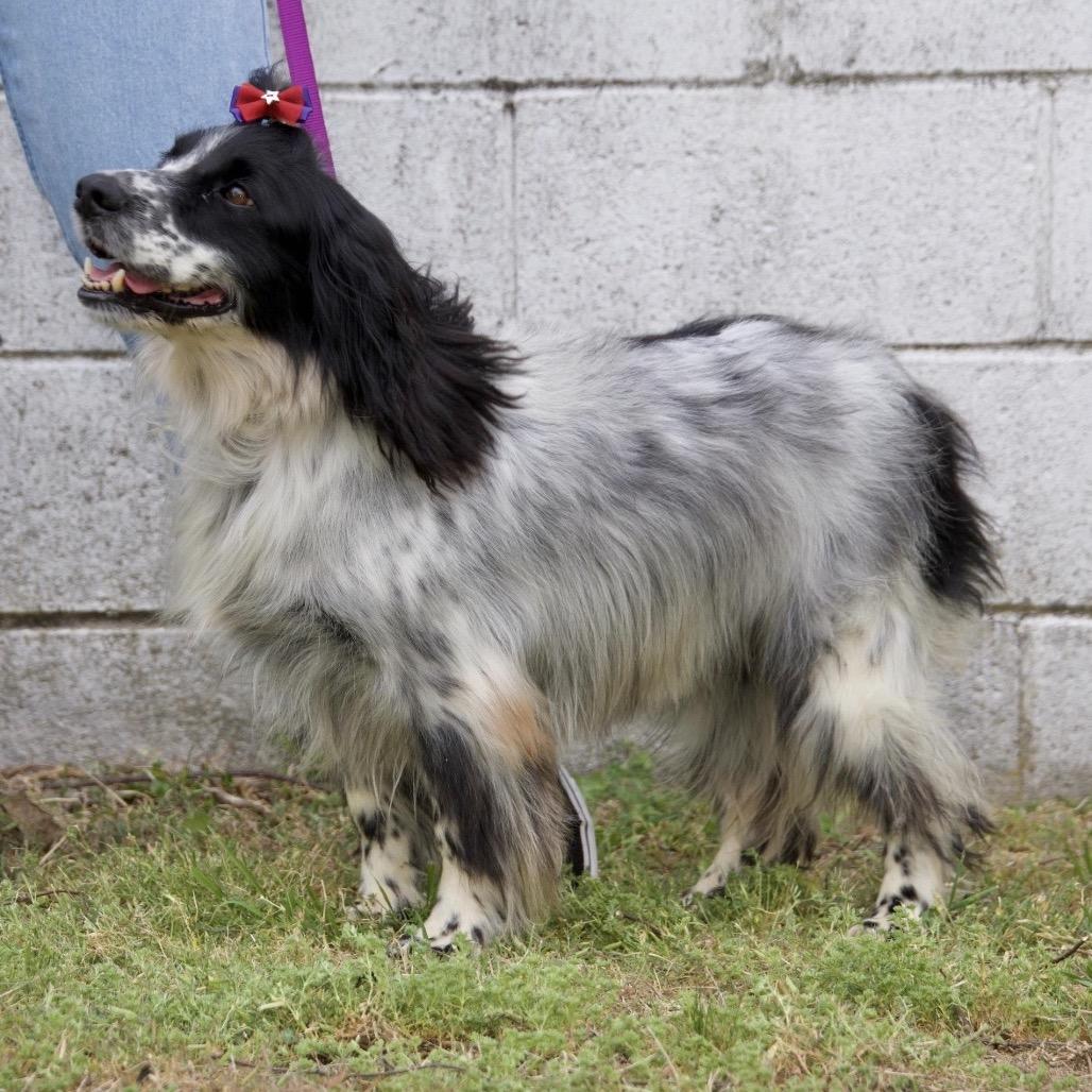 Enlarge DORA, a Adoptable English Springer Spaniel in Berlin, NJ image 5/6