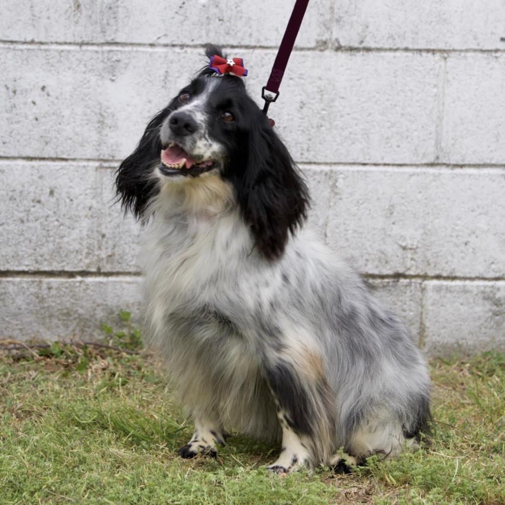 Enlarge DORA, a Adoptable English Springer Spaniel in Berlin, NJ image 6/6