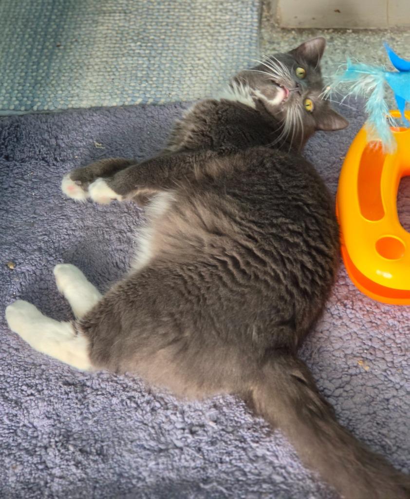 Eggs, Adoptable, Young Male Domestic Long Hair.
