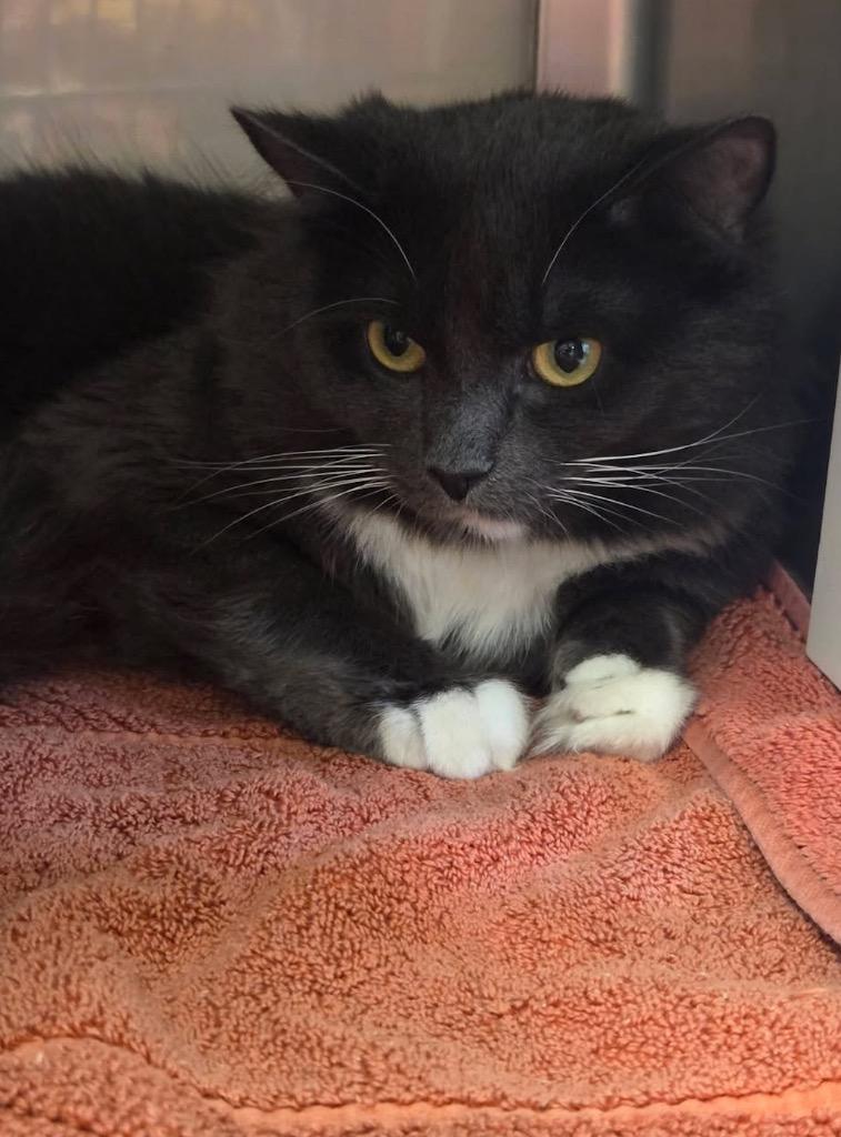 Enlarge Eggs, a Adoptable mixed breed in Liverpool, NY image 3/5