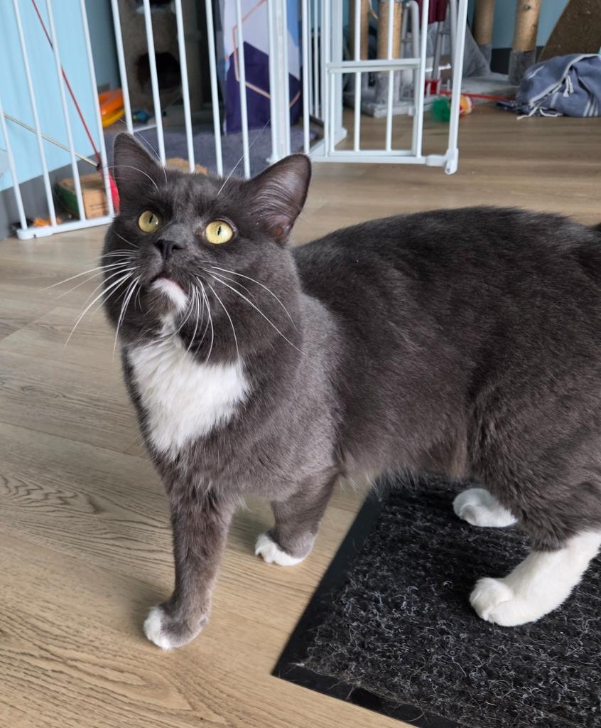 Enlarge Eggs, a Adoptable mixed breed in Liverpool, NY image 5/5