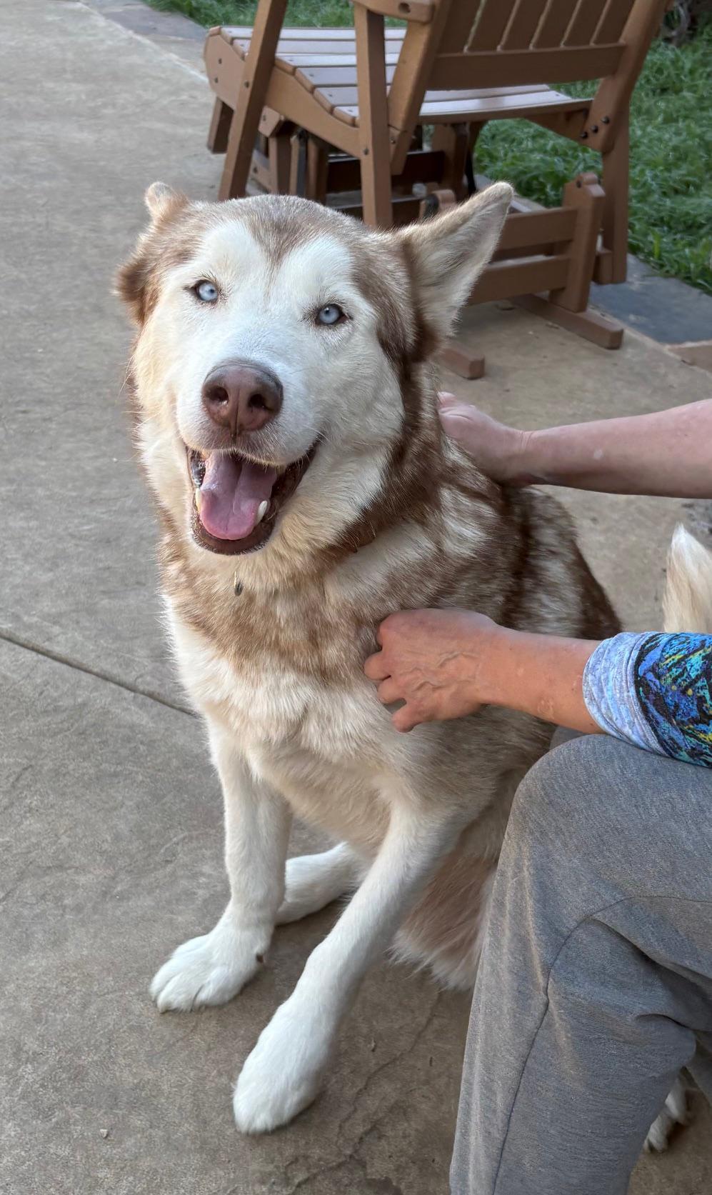 Jameson., a Adoptable Siberian Husky in Rocky Point, NY image 4/5