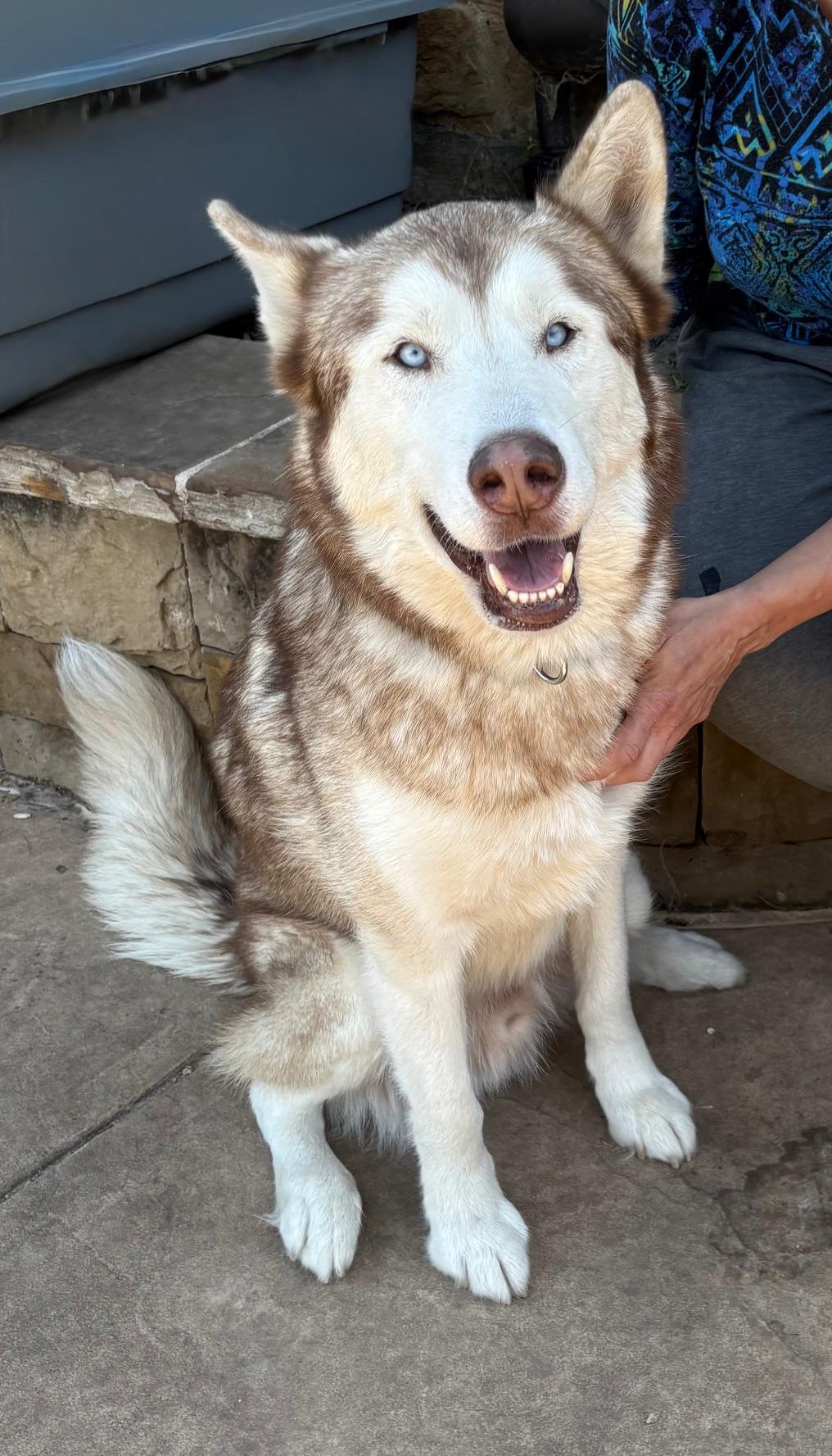 Jameson., a Adoptable Siberian Husky in Rocky Point, NY image 2/5