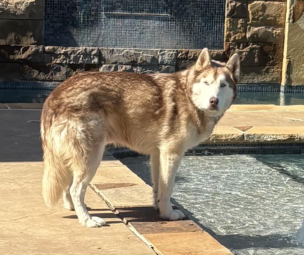 Jameson., a Adoptable Siberian Husky in Rocky Point, NY image 3/5