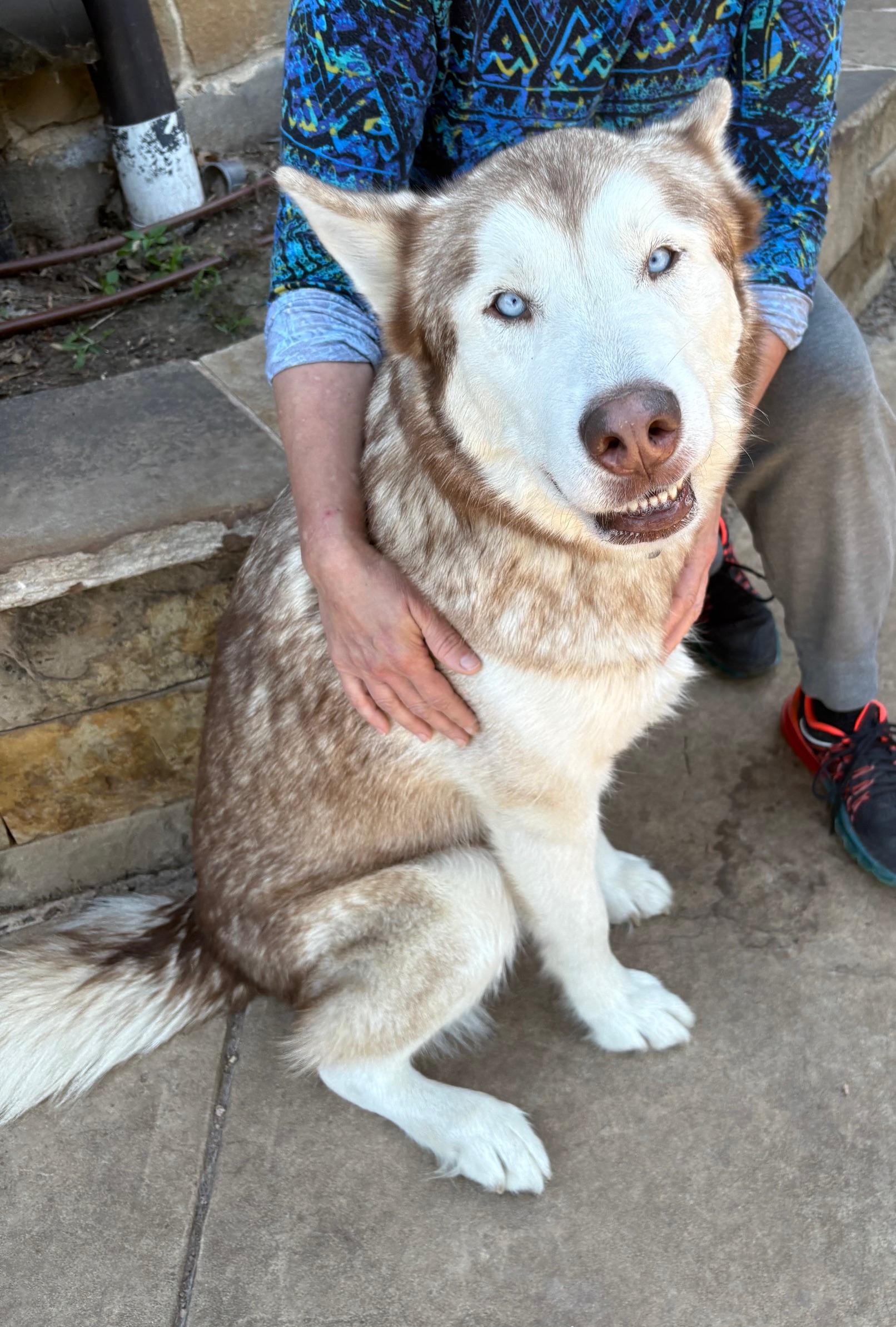 Jameson., a Adoptable Siberian Husky in Rocky Point, NY image 1/5