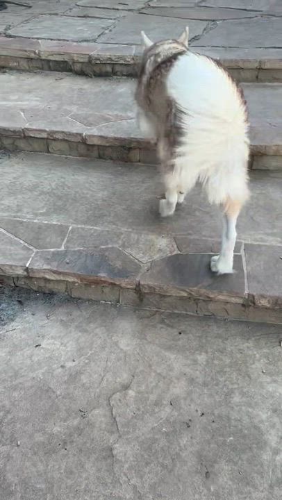 Enlarge Jameson., a Adoptable Siberian Husky in Rocky Point, NY video 5/5