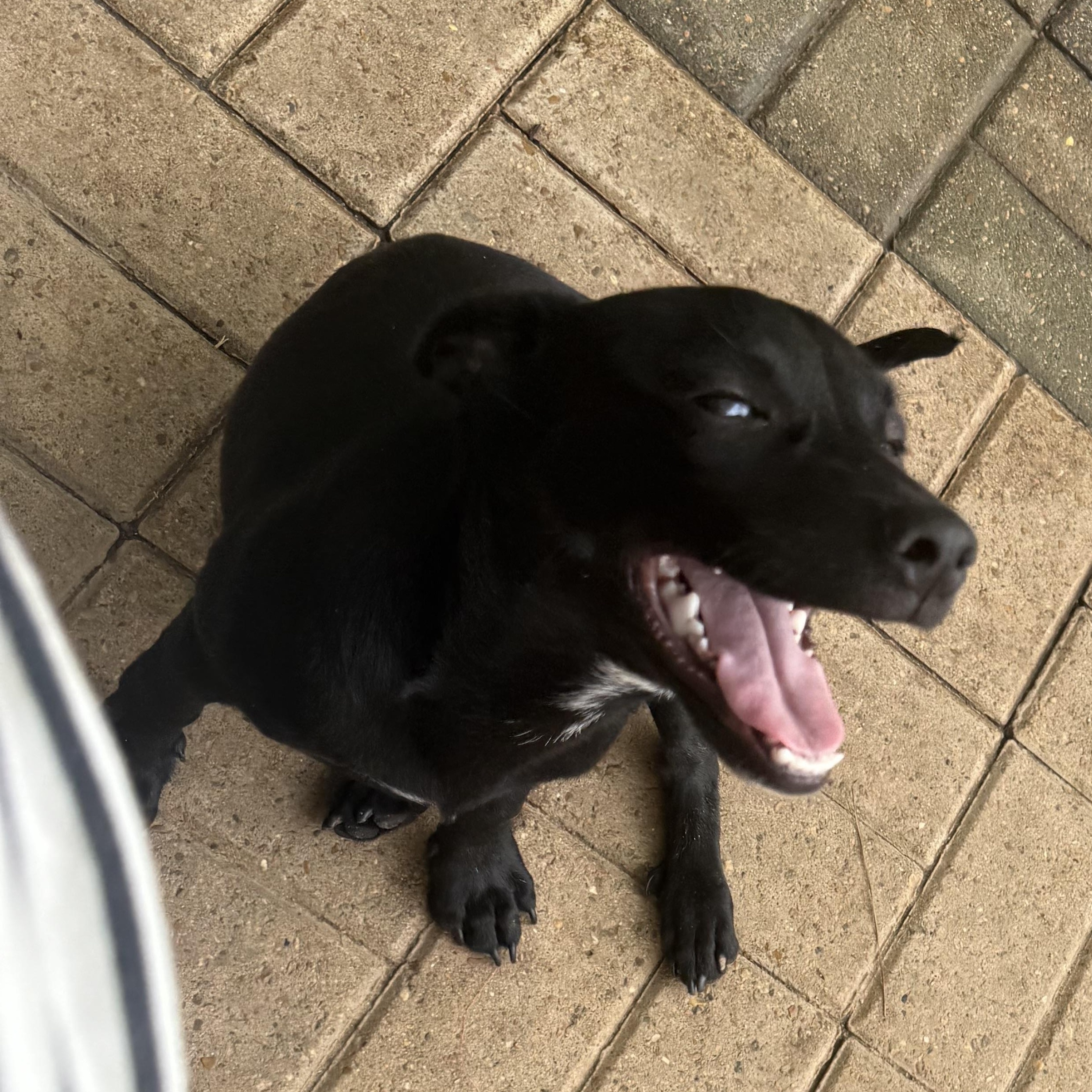 Enlarge Frankie, an adopted mixed breed in Perrysburg, OH image 4/4