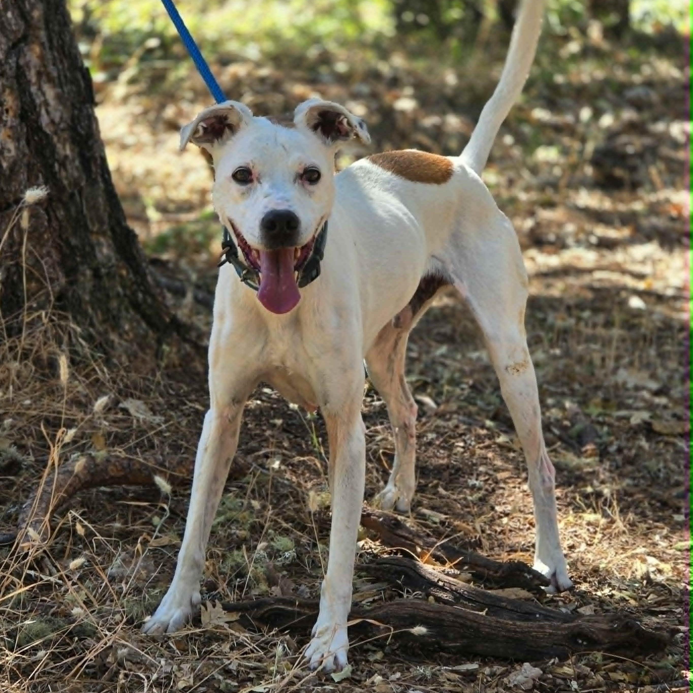Enlarge Copper, a ADOPTABLE mixed breed in Grants Pass, OR image 3/4