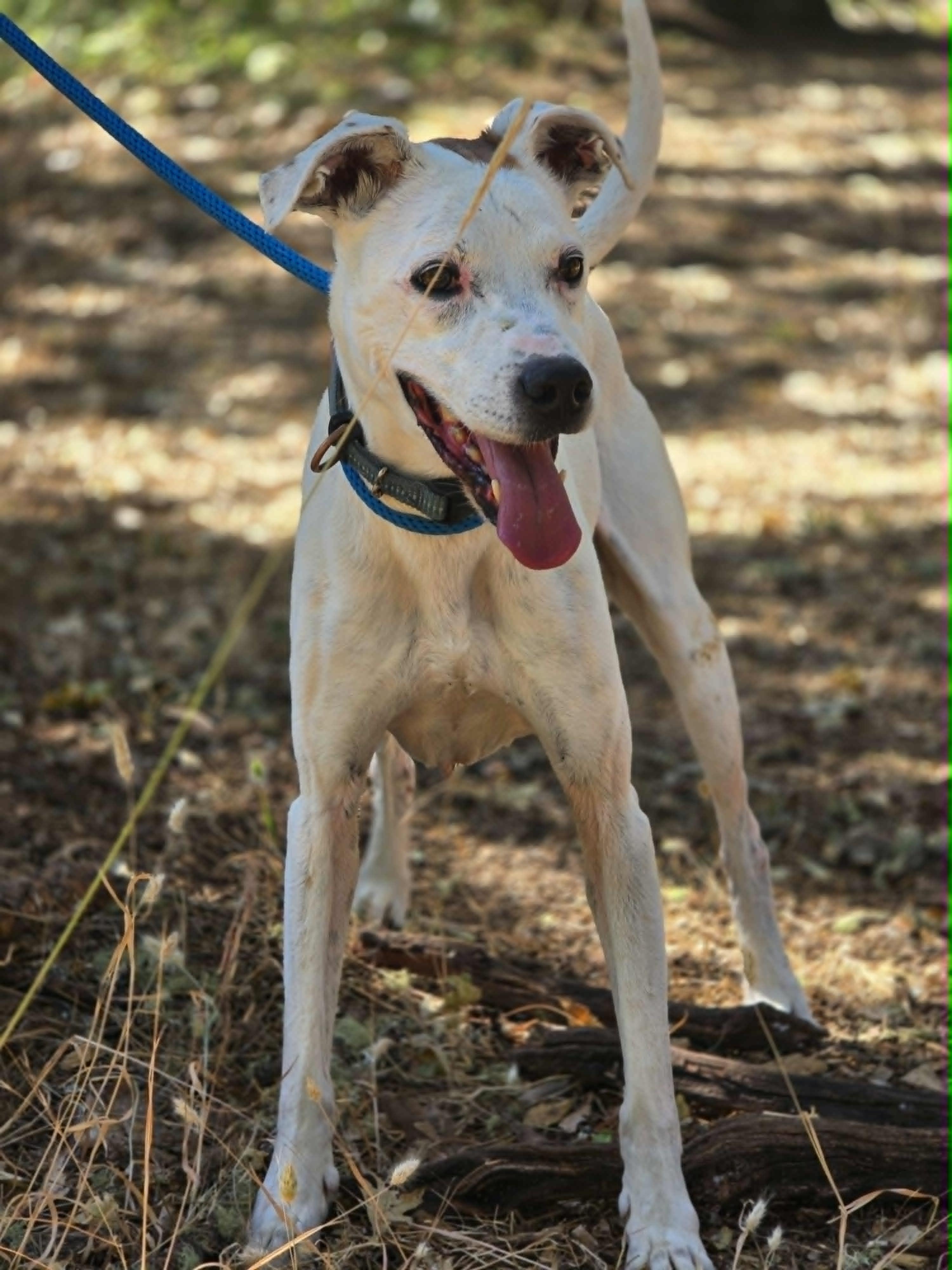 Enlarge Copper, a ADOPTABLE mixed breed in Grants Pass, OR image 2/4