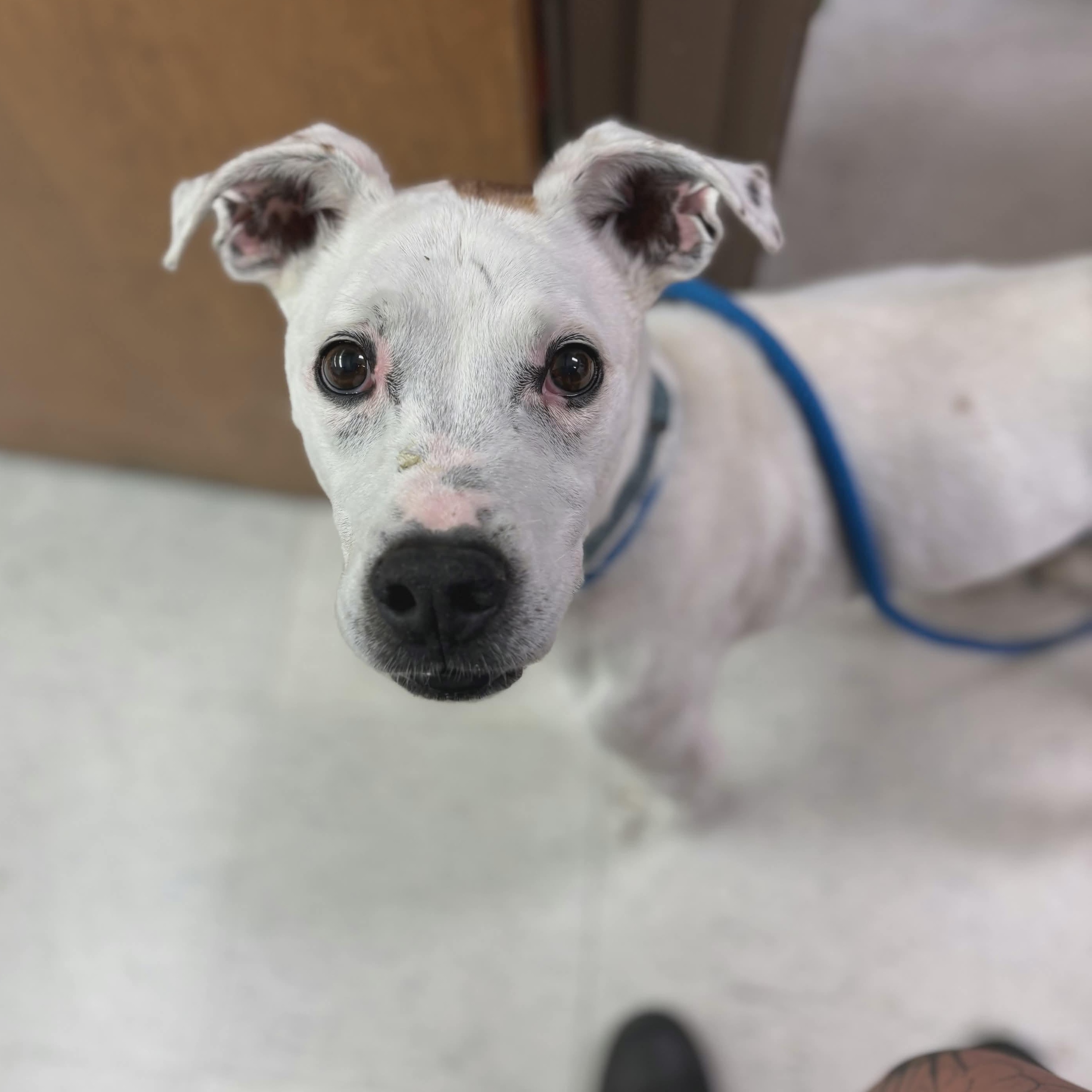Enlarge Copper, a ADOPTABLE mixed breed in Grants Pass, OR image 4/4