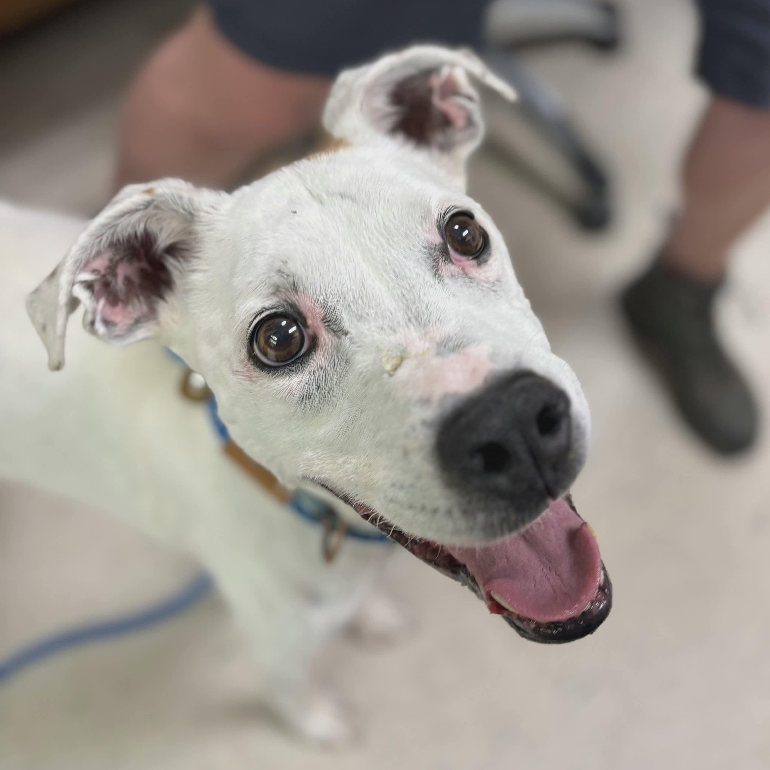 Copper, ADOPTABLE, Senior Male Whippet & Pit Bull Terrier.