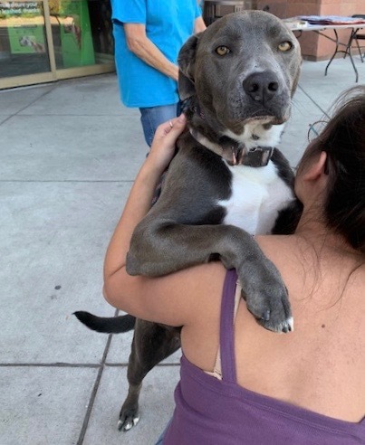 Enlarge Bruce, a Adoptable Pit Bull Terrier in San Luis, CO image 2/4