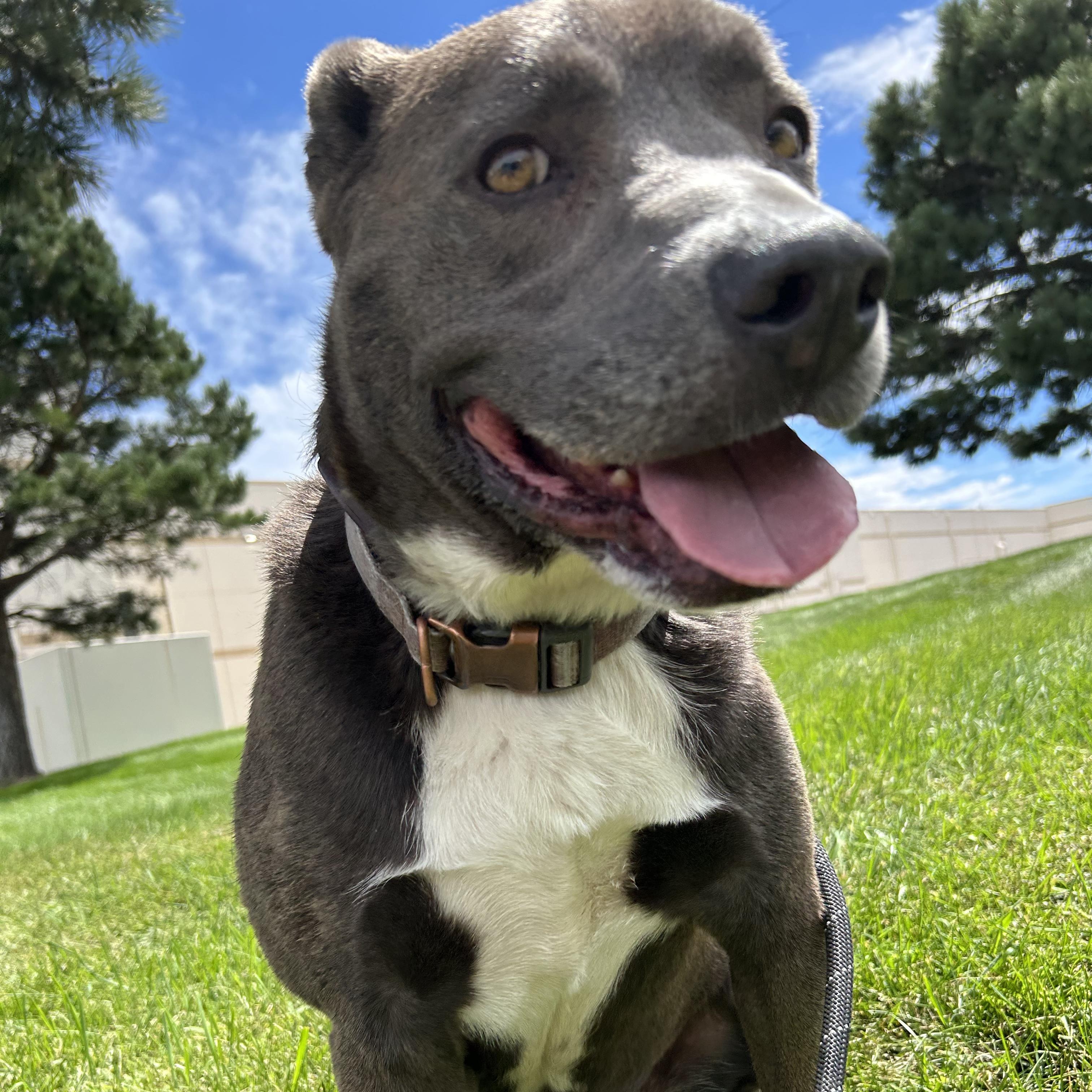 Enlarge Bruce, a Adoptable Pit Bull Terrier in San Luis, CO image 1/4