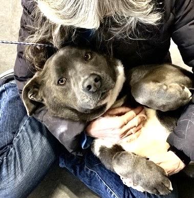 Bruce, Adoptable, Adult Male Pit Bull Terrier.
