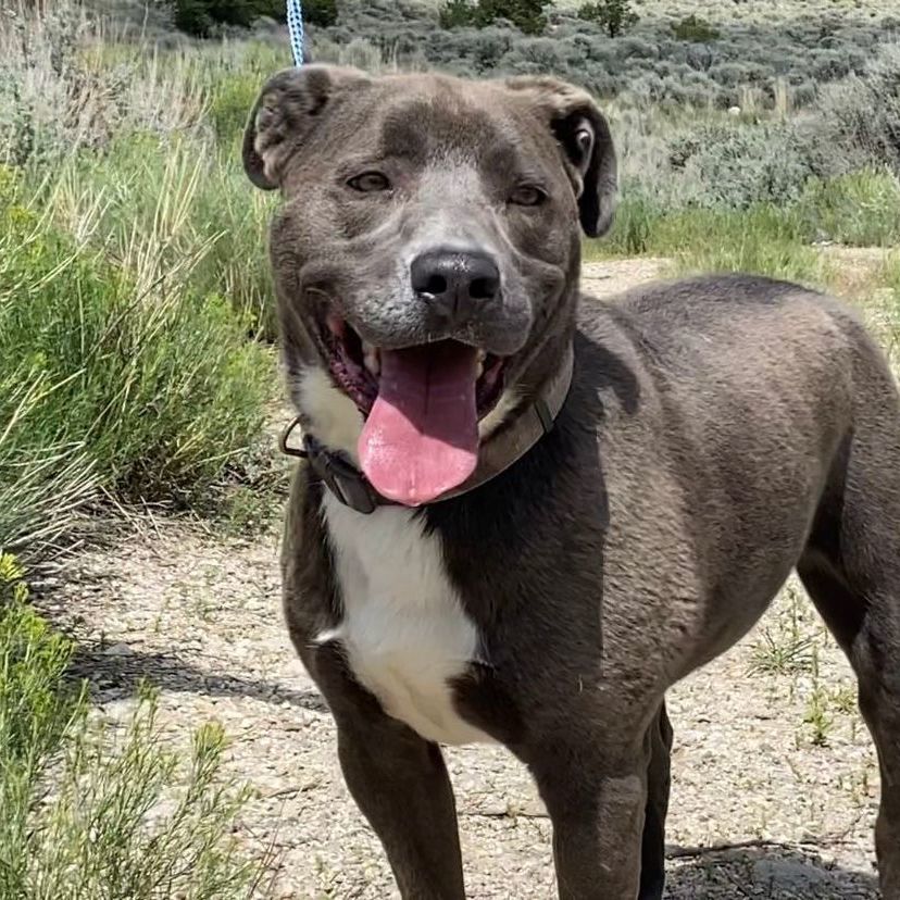Enlarge Bruce, a Adoptable Pit Bull Terrier in San Luis, CO image 3/4