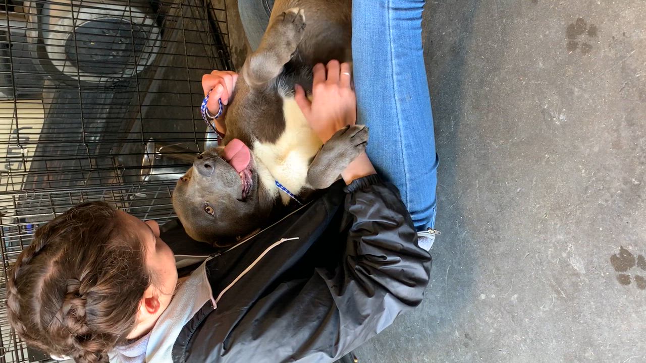 Enlarge Bruce, a Adoptable Pit Bull Terrier in San Luis, CO video 4/4