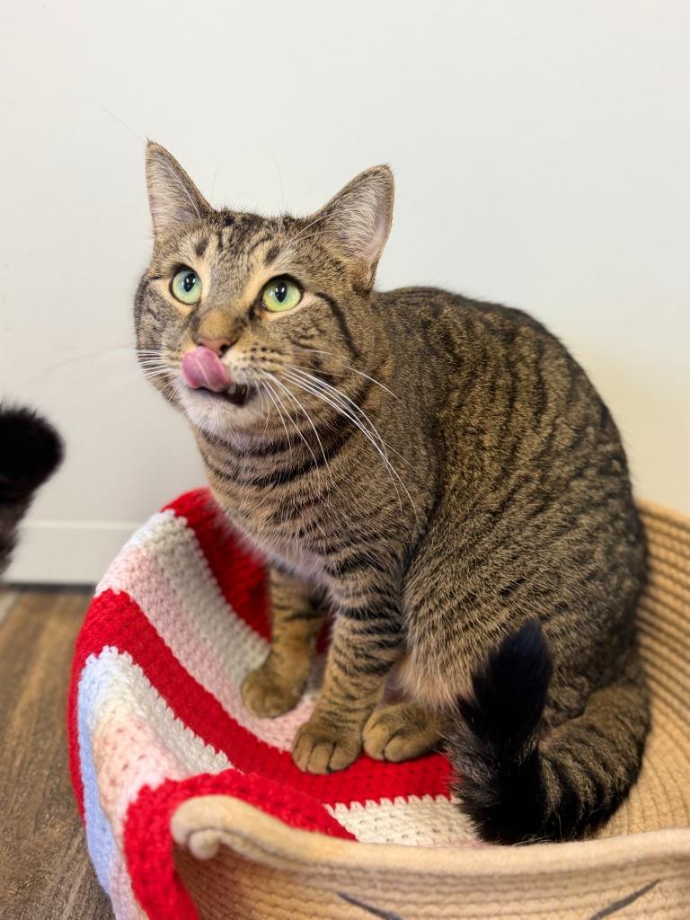 TIMBER, Adoptable, Adult Male Domestic Short Hair.