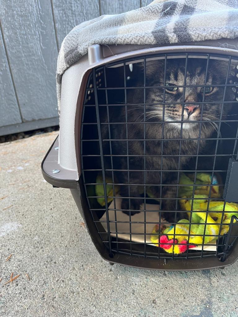 TIMBER, Adoptable, Adult Male Domestic Short Hair.