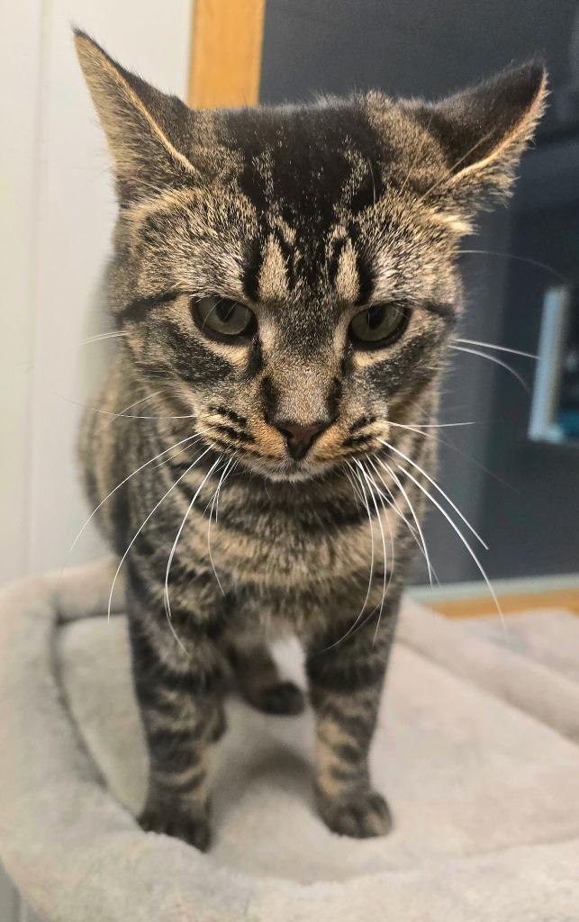 Enlarge TIMBER, a Adoptable mixed breed in Algona, IA image 2/5