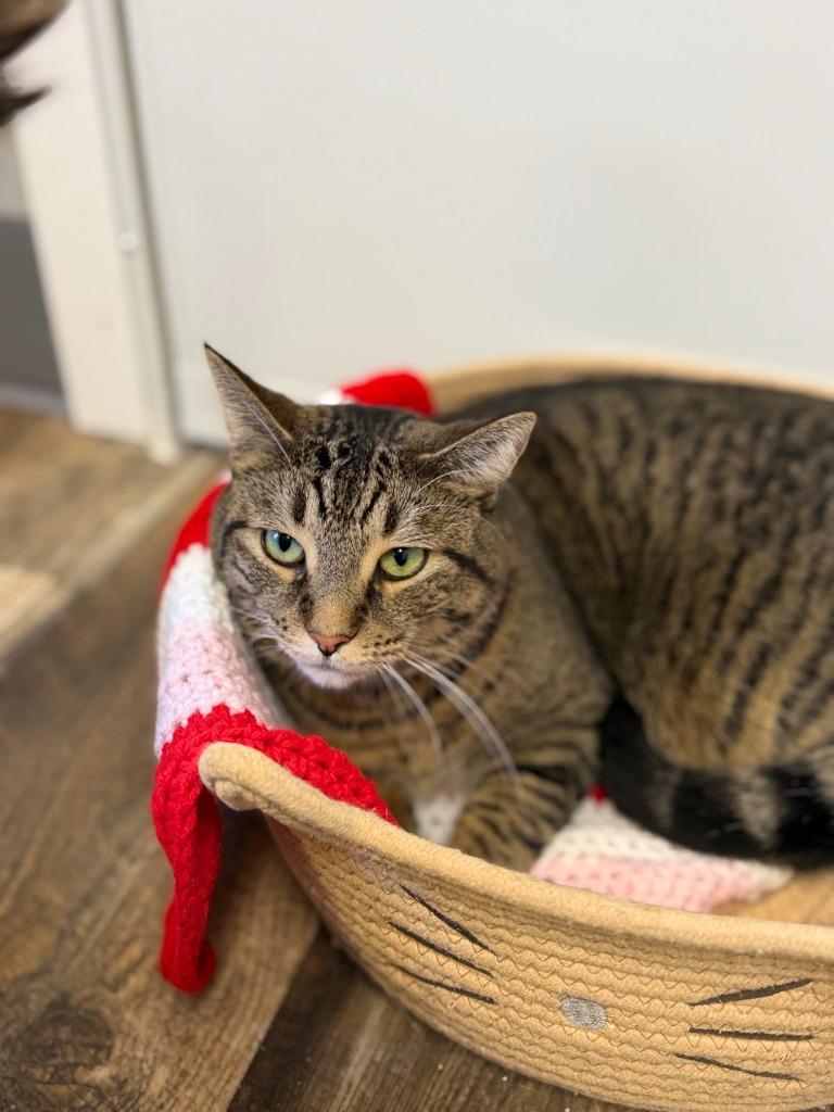 Enlarge TIMBER, a Adoptable mixed breed in Algona, IA image 3/6