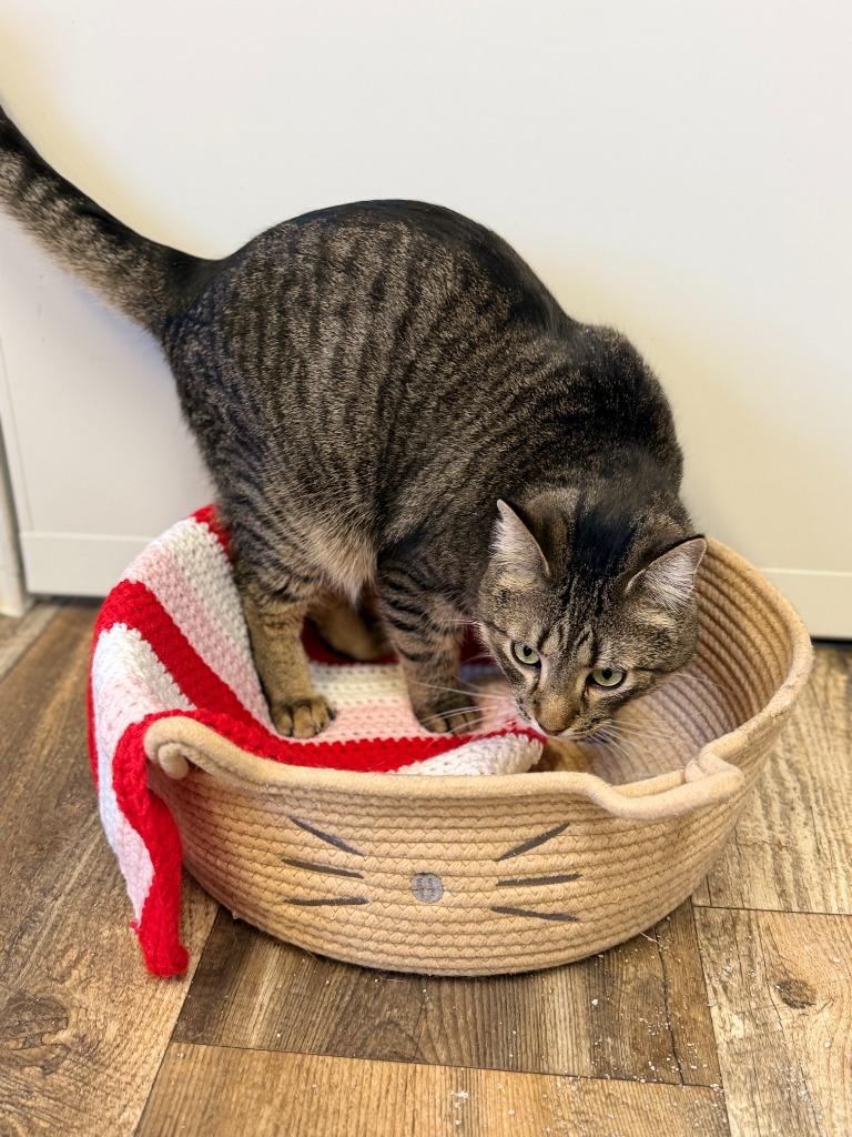 Enlarge TIMBER, a Adoptable mixed breed in Algona, IA image 4/6