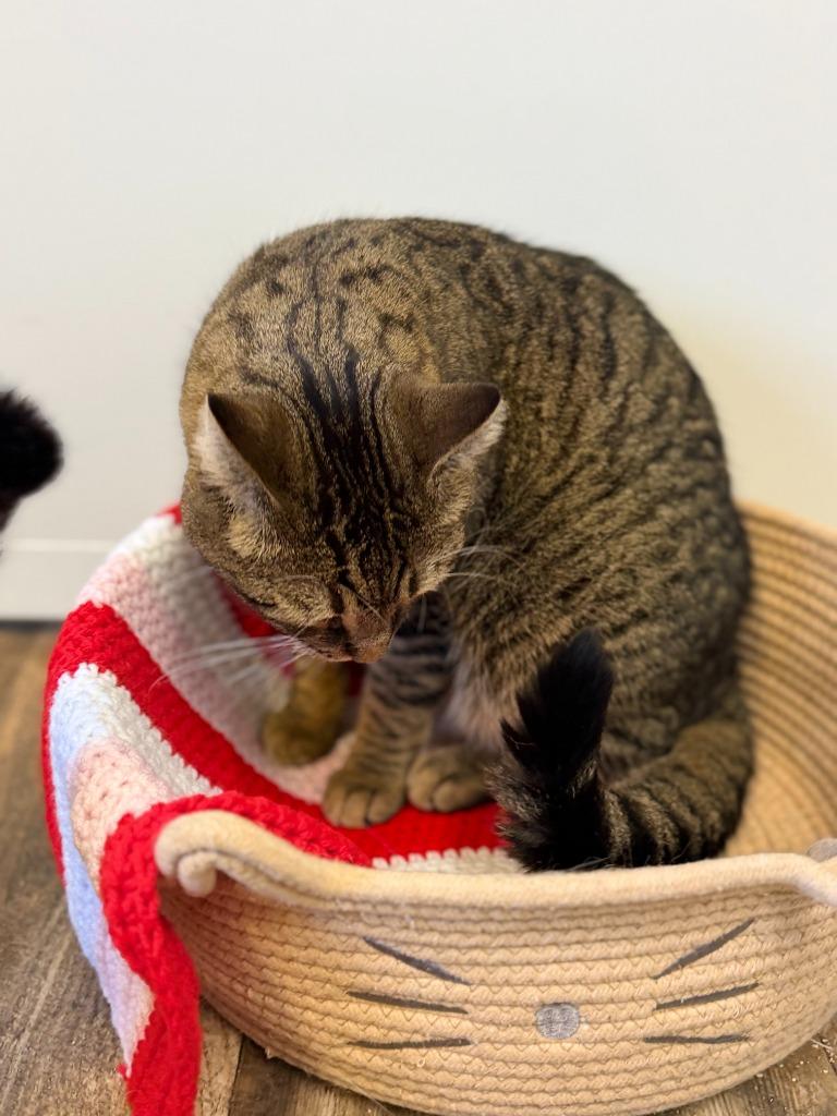 Enlarge TIMBER, a Adoptable mixed breed in Algona, IA image 6/6