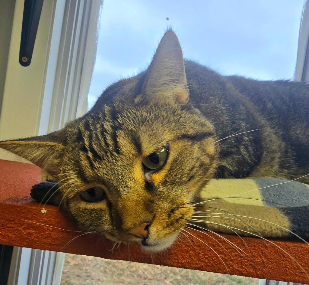 Enlarge TIMBER, a Adoptable mixed breed in Algona, IA image 5/5