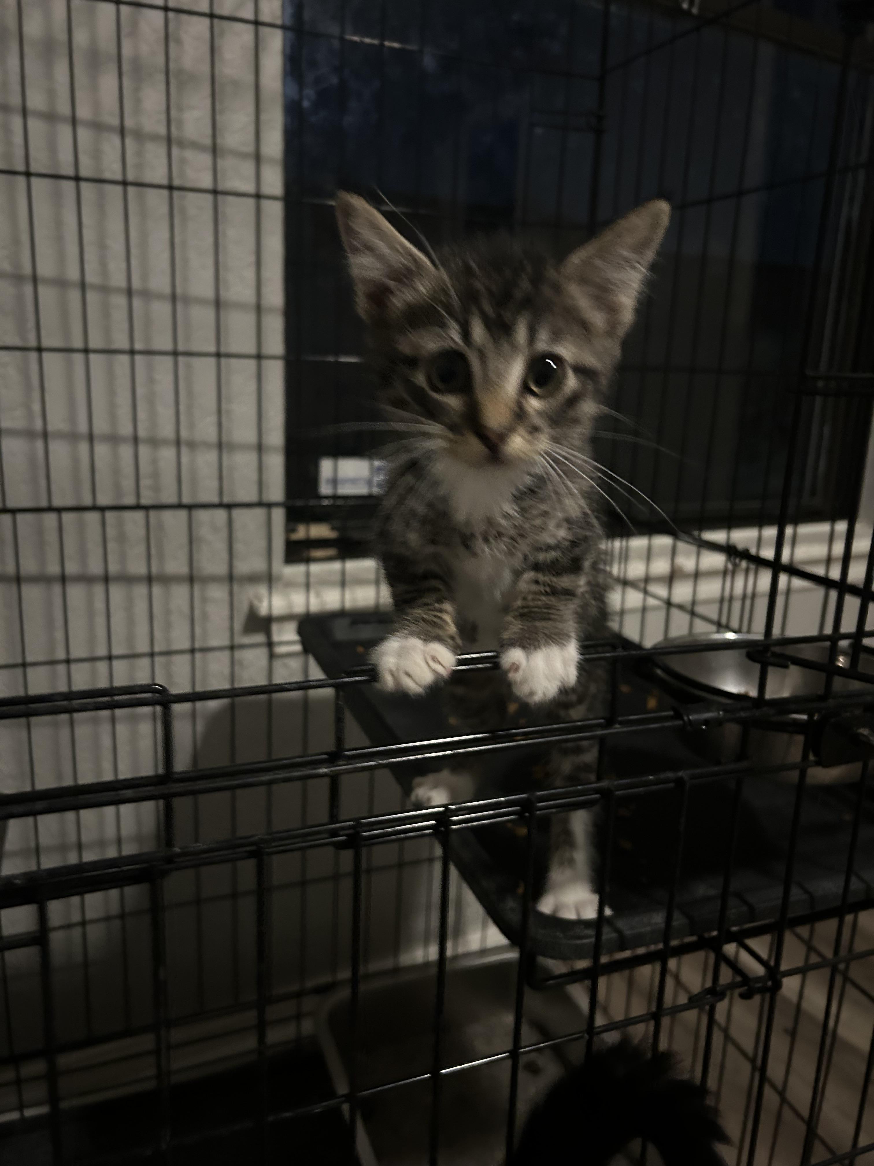 Teddy, adoptable, Kitten Male Domestic Short Hair.