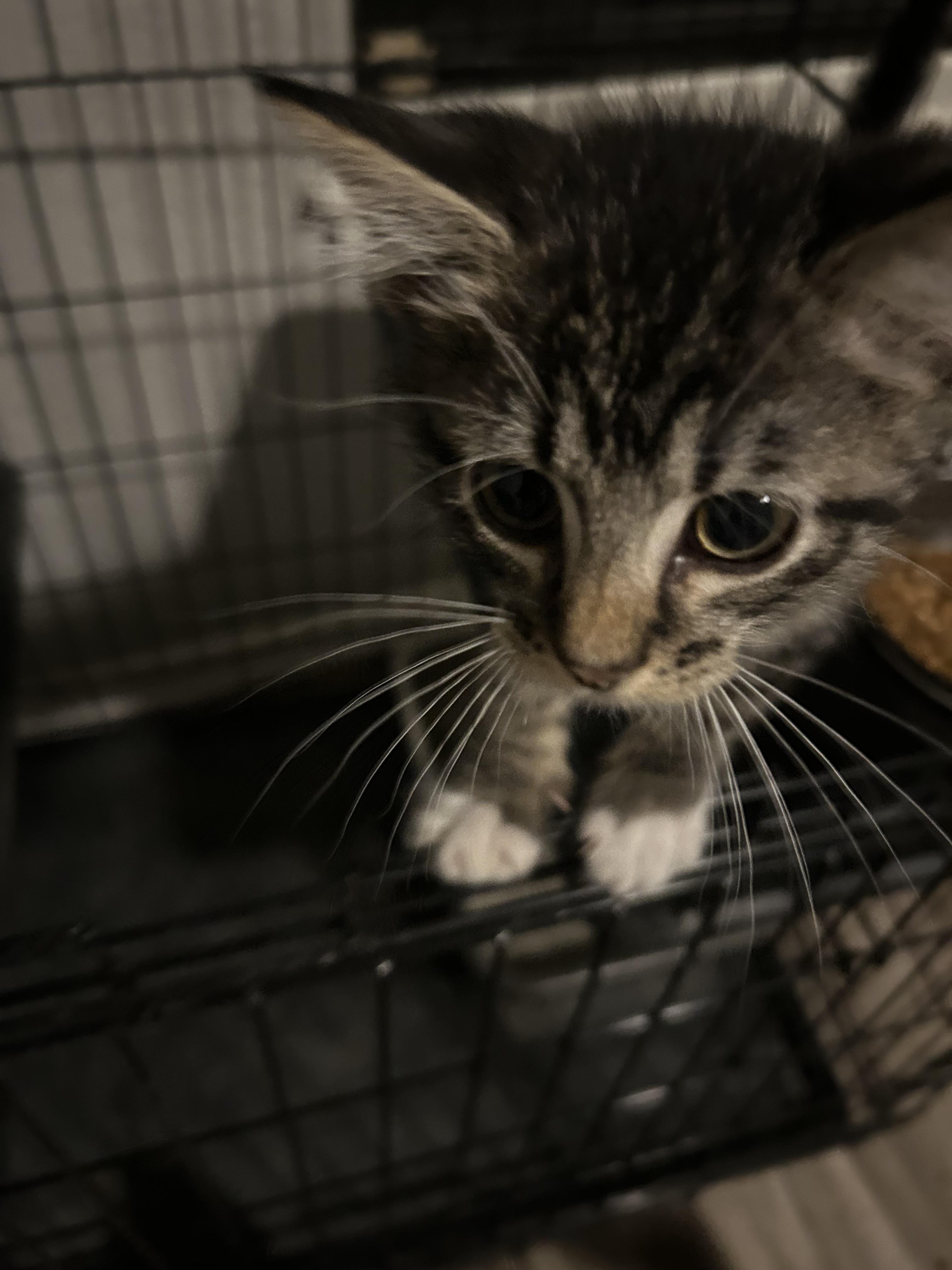 Teddy, an adoptable Domestic Short Hair in Tulsa, OK image 2/4