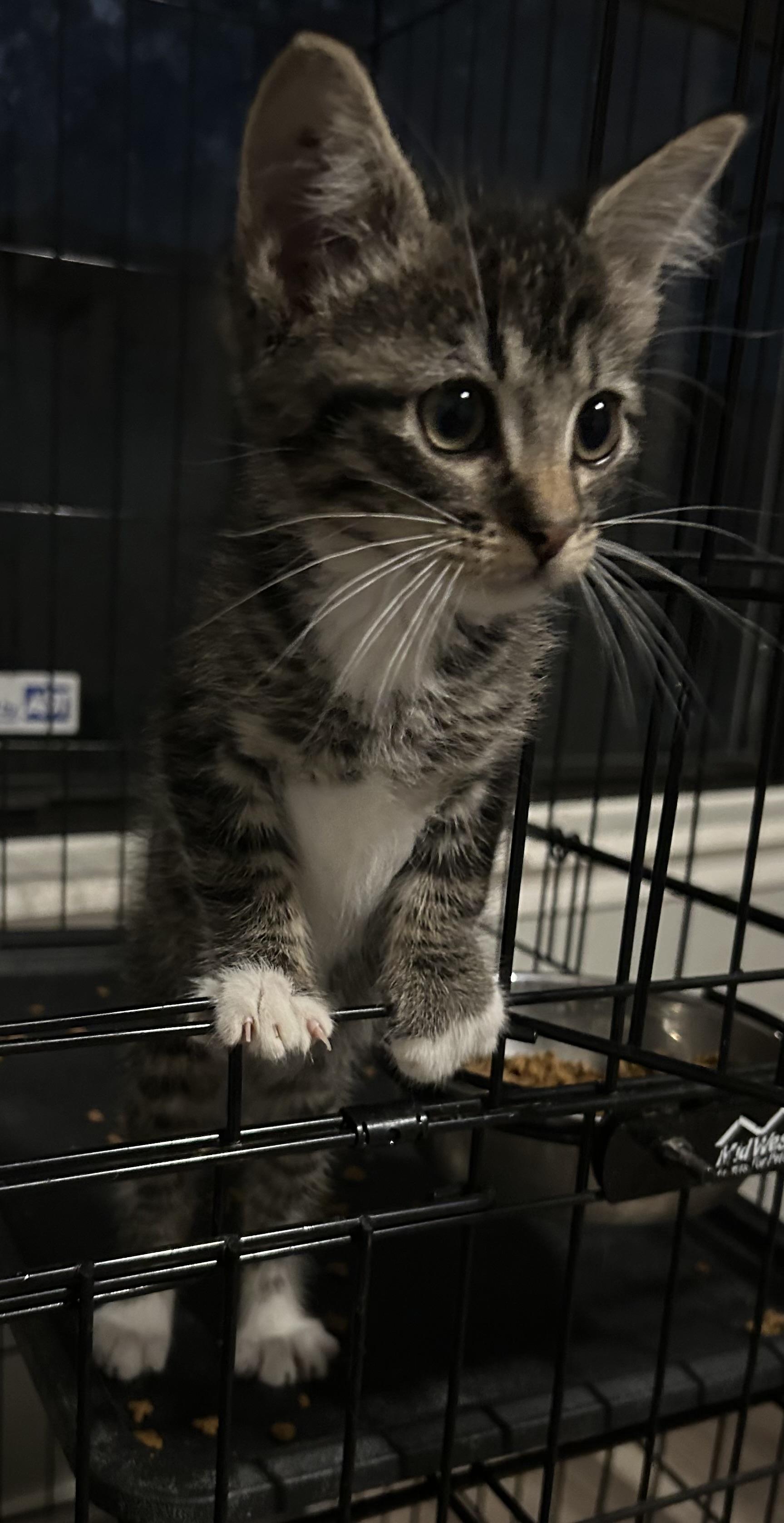 Teddy, an adoptable Domestic Short Hair in Tulsa, OK image 3/4