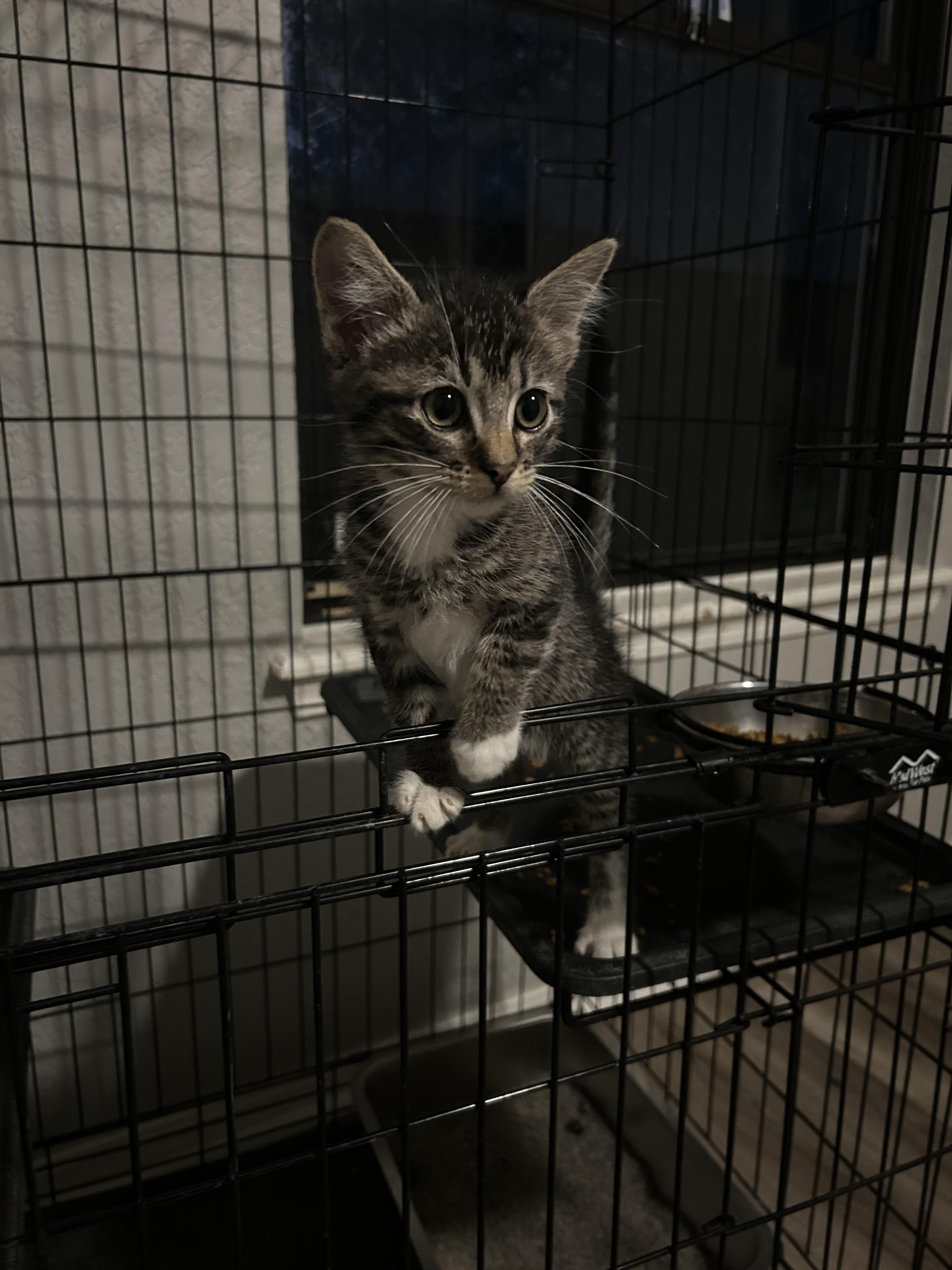 Teddy, an adoptable Domestic Short Hair in Tulsa, OK image 4/4