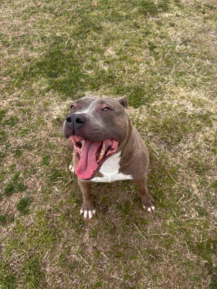 Jonie, a ADOPTABLE mixed breed in Mullins, SC image 5/6