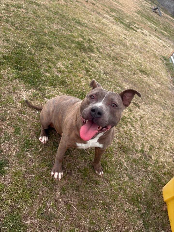 Jonie, a ADOPTABLE mixed breed in Mullins, SC image 1/6