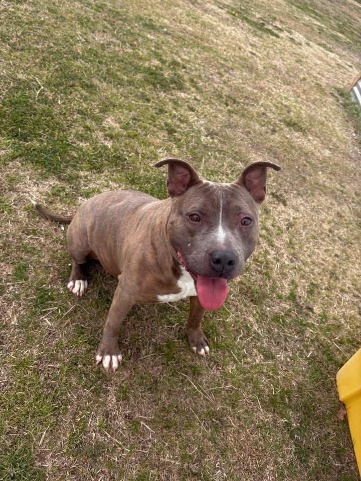 Jonie, a ADOPTABLE mixed breed in Mullins, SC image 3/6