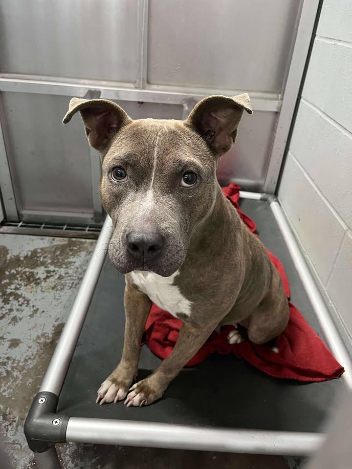 Jonie, a ADOPTABLE mixed breed in Mullins, SC image 2/6