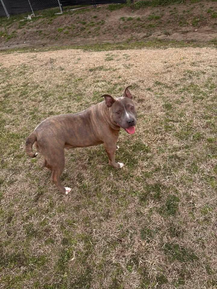 Jonie, a ADOPTABLE mixed breed in Mullins, SC image 4/6