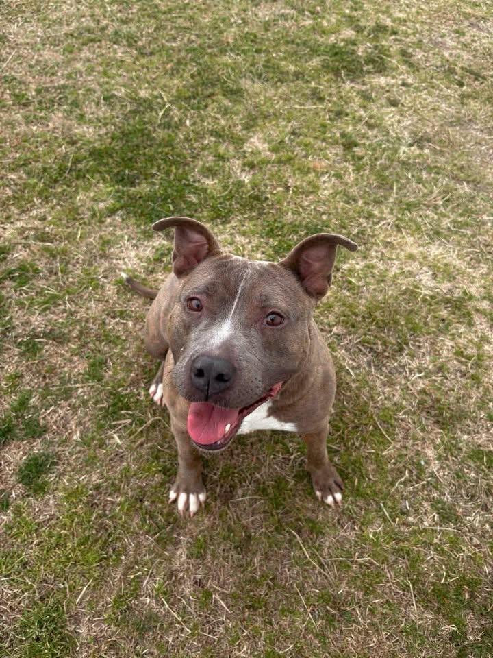 Jonie, a ADOPTABLE mixed breed in Mullins, SC image 6/6