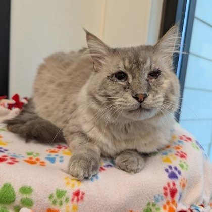 Jasper, adopted, Adult Male Siamese.