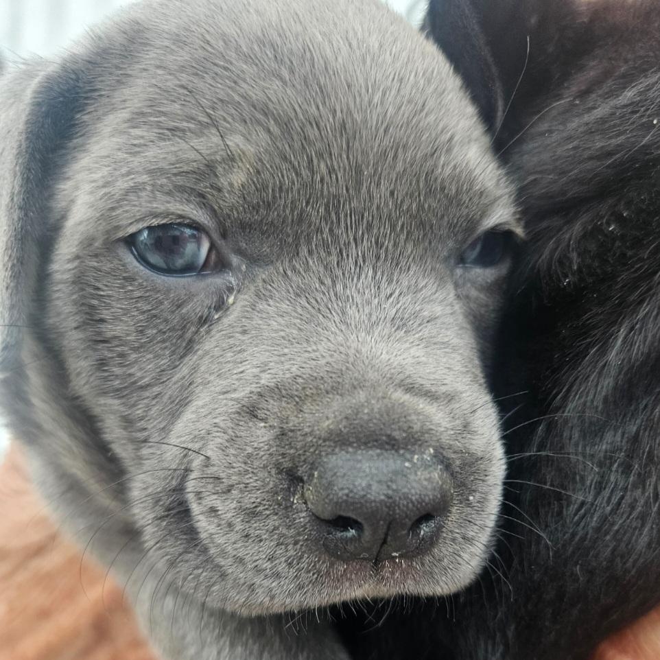 Enlarge Greyson - "Puppy Power", a Adoptable Mixed Breed in Danbury, CT image 4/5