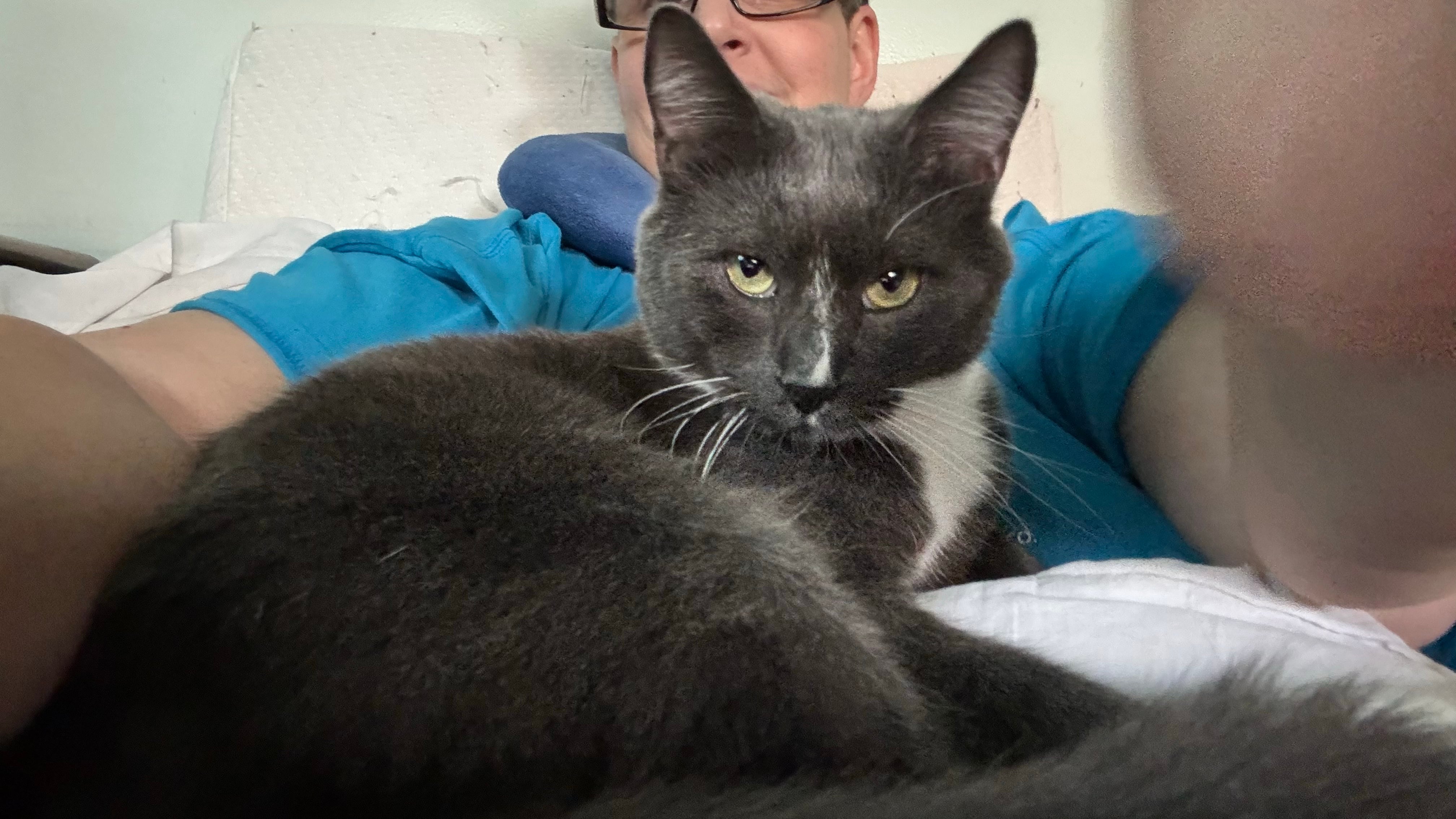 Sir Bombay Chai, Adoptable, Adult Male Domestic Short Hair.