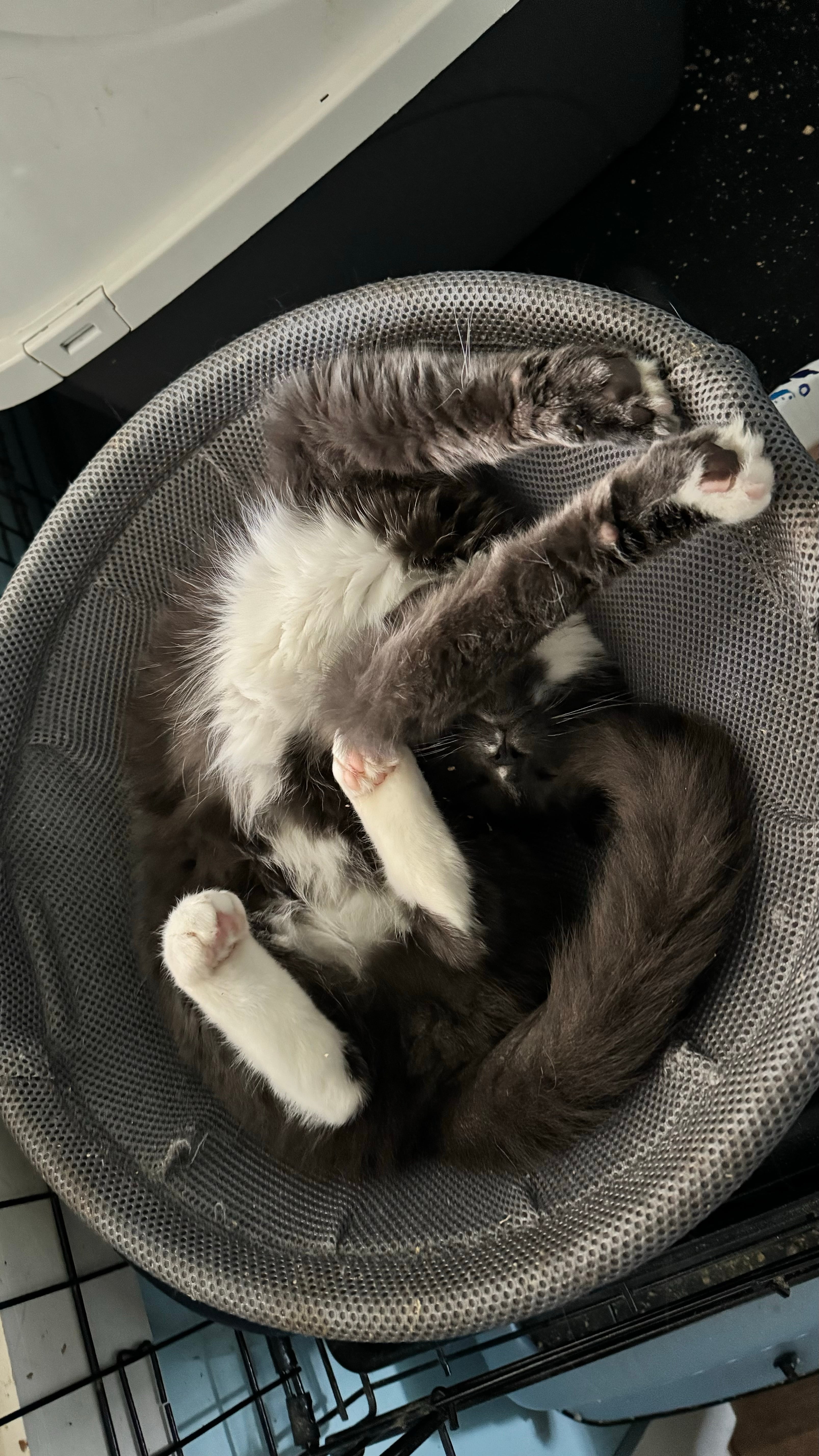 Sir Bombay Chai, a Adoptable Domestic Short Hair in Woodstock, CT image 2/4