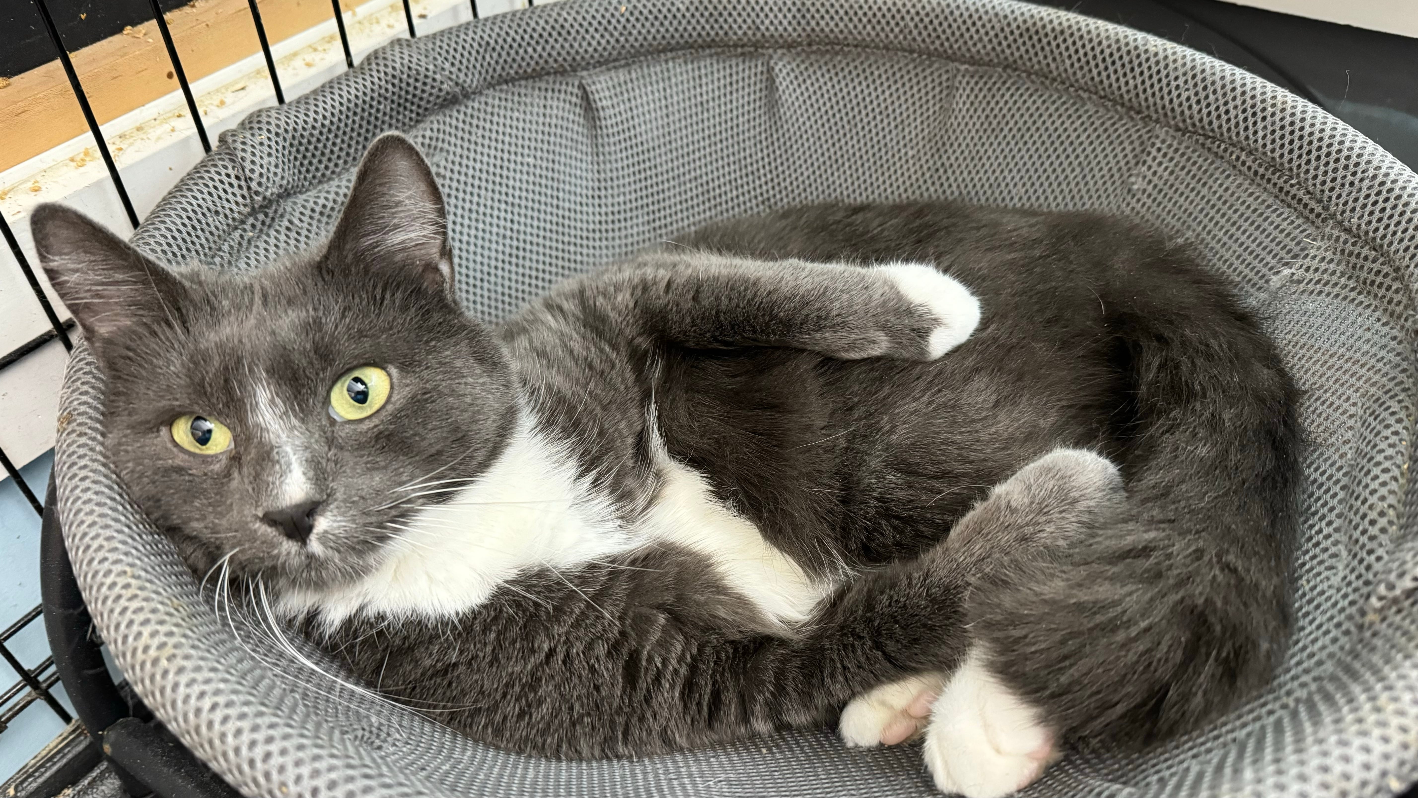 Sir Bombay Chai, a Adoptable Domestic Short Hair in Woodstock, CT image 3/4