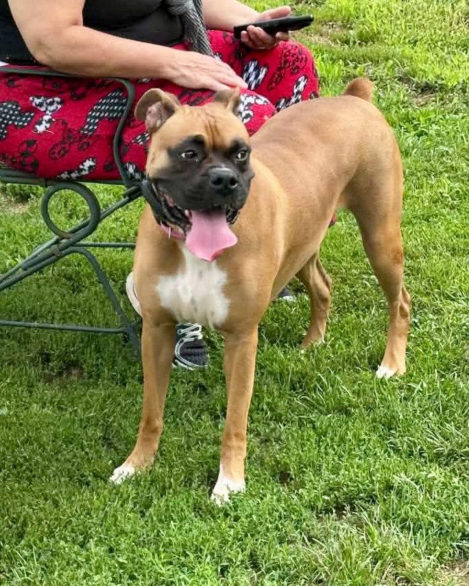 Enlarge Roxie, a Adopted Boxer in Monticello, NY image 1/3