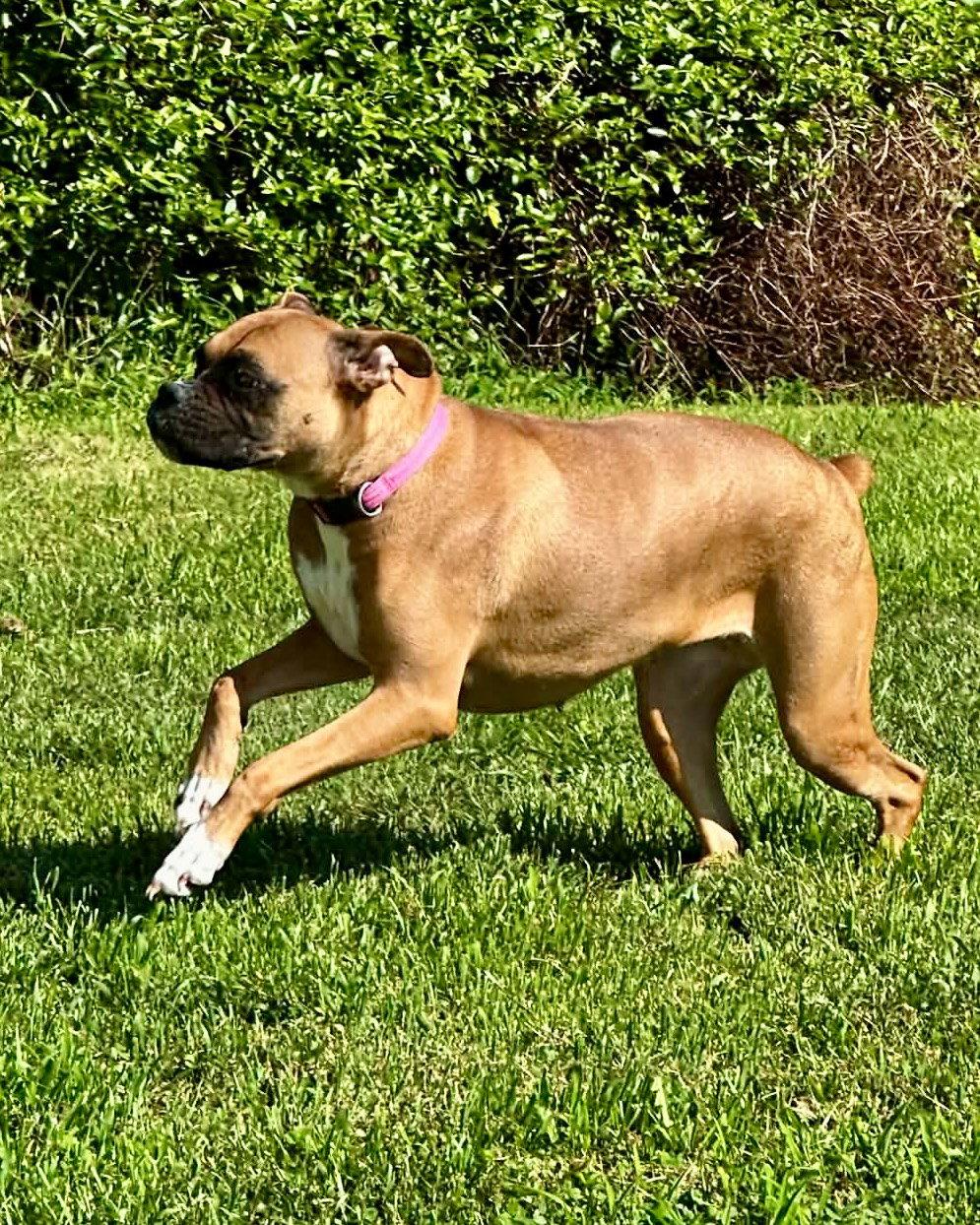 Enlarge Roxie, a Adopted Boxer in Monticello, NY image 2/3