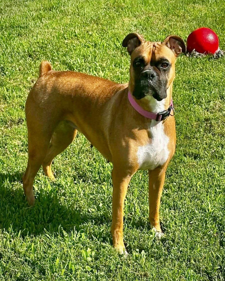 Enlarge Roxie, a Adopted Boxer in Monticello, NY image 3/3