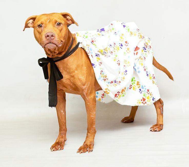 Mary Lou, a Adoptable mixed breed in Sanford, FL image 2/3