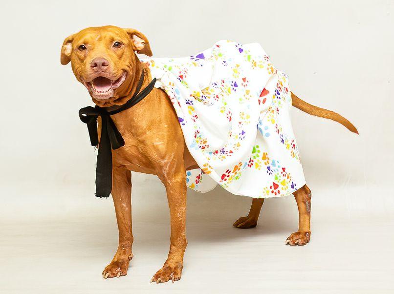 Mary Lou, a Adoptable mixed breed in Sanford, FL image 3/3