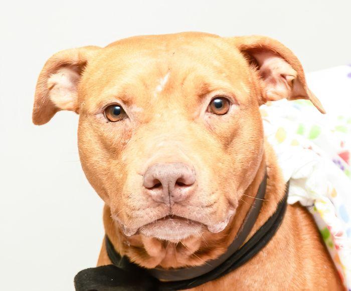 Mary Lou, Adoptable, Adult Female Terrier.