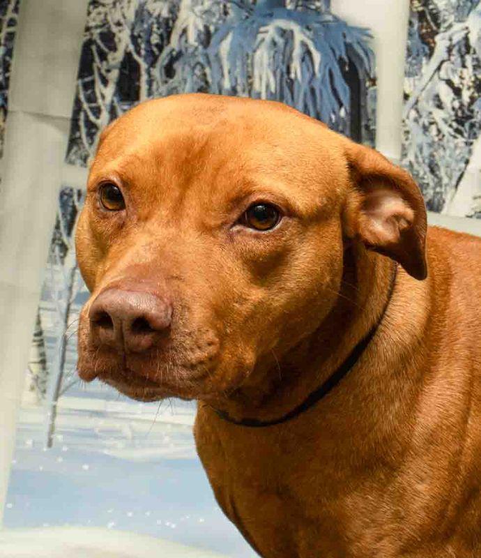 Mary Lou, Adoptable, Adult Female Terrier.